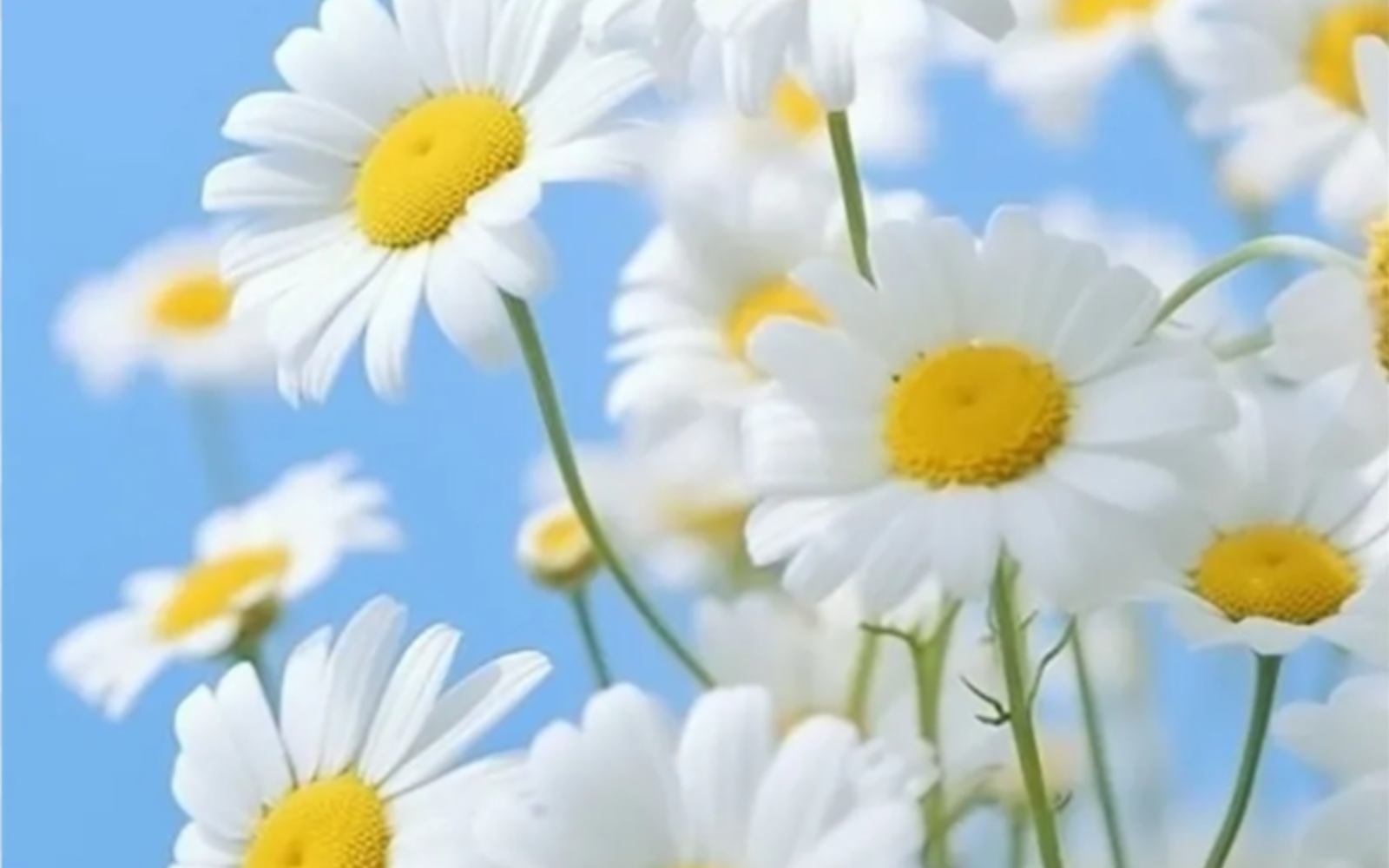 Ảnh bìa
